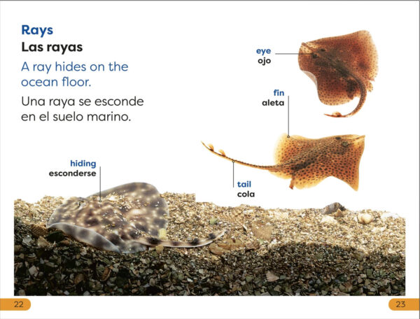 DK Super Readers: Level 1 Bilingual Explore the Coral Reef - Explora el arrecife de coral - Image 3